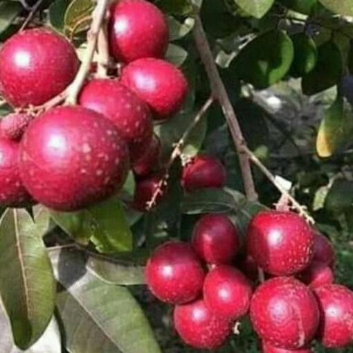 jual bibit kelengkeng merah berkualitas super sambung pucuk dan susu Padangsidimpuan