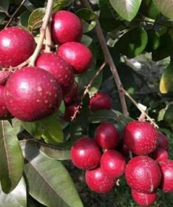 jual bibit kelengkeng merah Enrekang