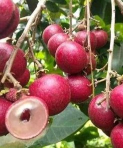 jual bibit kelengkeng merah genjah ruby longan okulasi berkualitas Pematangsiantar