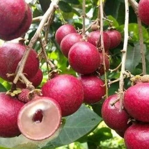 jual bibit kelengkeng merah genjah ruby longan okulasi berkualitas Pematangsiantar