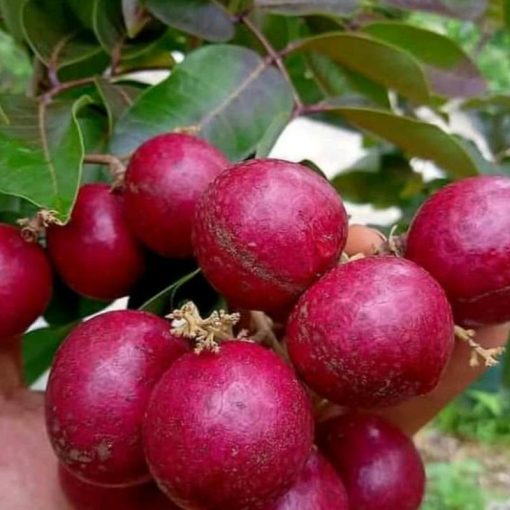 jual bibit kelengkeng merah genjah ruby longan okulasi berkualitas Temanggung