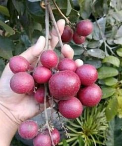 jual bibit kelengkeng merah lengkeng hasil okulasi Minahasa Selatan