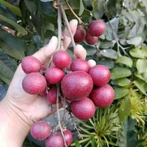 jual bibit kelengkeng merah lengkeng hasil okulasi Minahasa Selatan