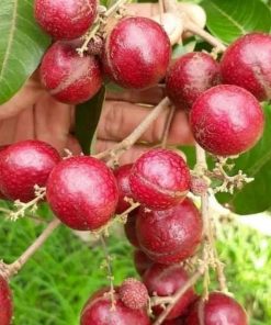 jual bibit kelengkeng merah lengkeng hasil okulasi Sinjai