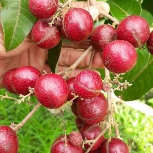 jual bibit kelengkeng merah lengkeng hasil okulasi Sinjai