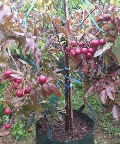 jual bibit kelengkeng merah longan ruby cepat berbuah termurah Asahan