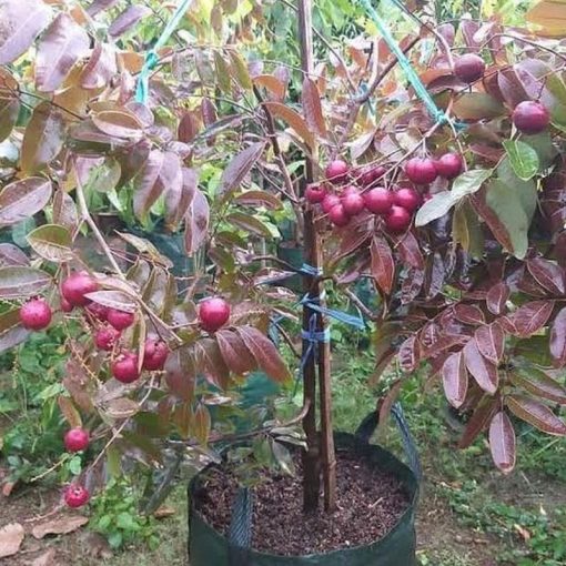 jual bibit kelengkeng merah longan ruby cepat berbuah termurah Asahan