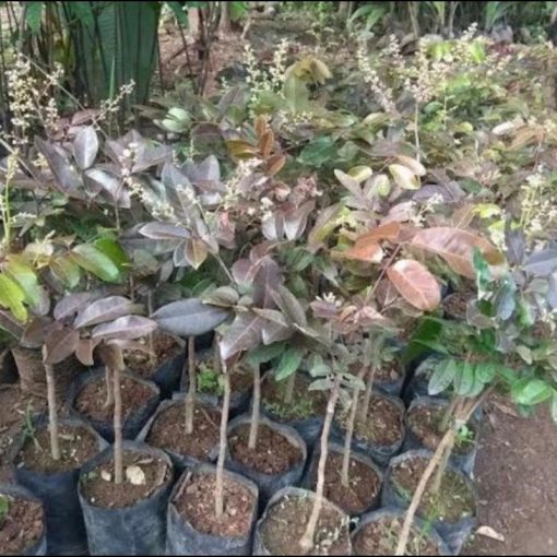 jual bibit kelengkeng merah okulasi berkualitas Bone Bolango