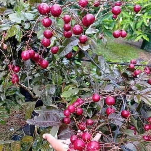 jual bibit kelengkeng merah okulasi dijamin ori Buton Selatan