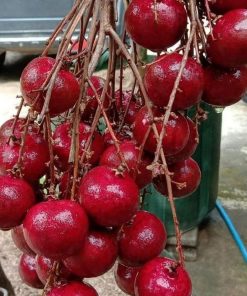 jual bibit kelengkeng merah okulasi dijamin ori Manokwari