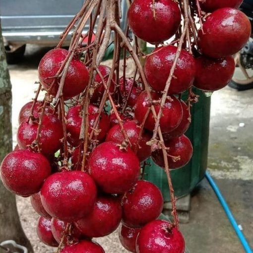 jual bibit kelengkeng merah okulasi dijamin ori Manokwari