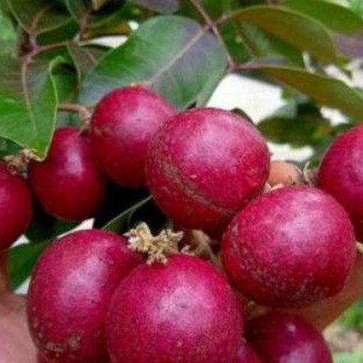 jual bibit kelengkeng merah okulasi dijamin ori Palangka Raya