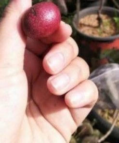 jual bibit kelengkeng merah okulasi dijamin ori Pasaman