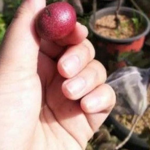 jual bibit kelengkeng merah okulasi dijamin ori Pasaman