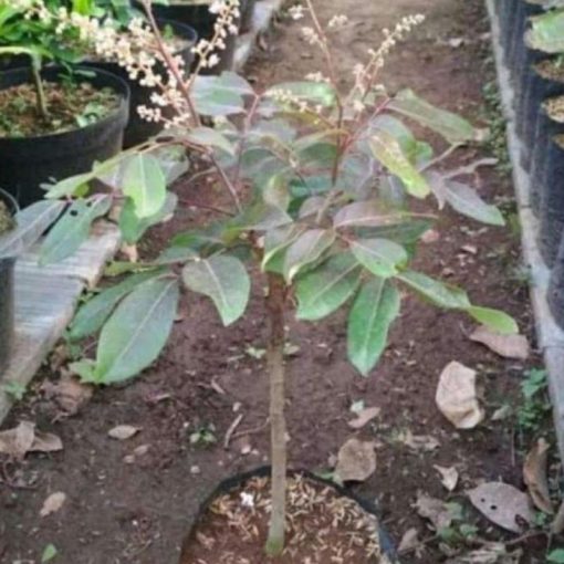 jual bibit kelengkeng merah sedang berbunga cocok untuk tabulampot Bekasi