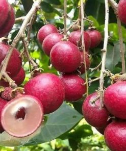 jual bibit kelengkeng merah sedang berbunga cocok untuk tabulampot Muara Enim