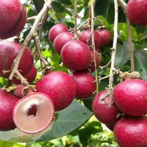 jual bibit kelengkeng merah sedang berbunga cocok untuk tabulampot Muara Enim