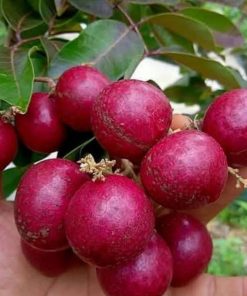 jual bibit kelengkeng merah Sekadau