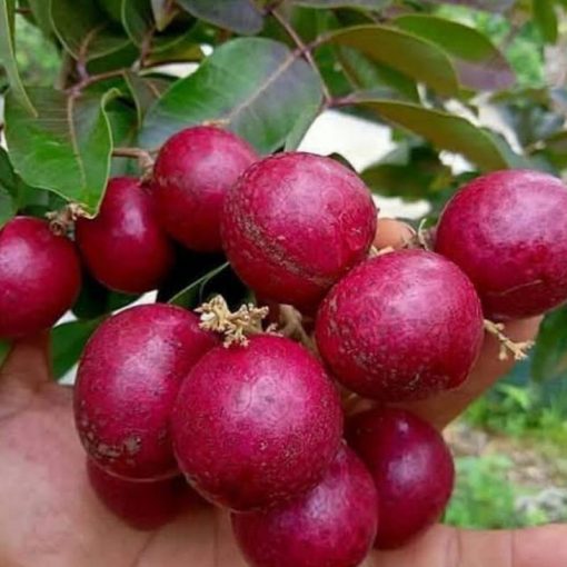 jual bibit kelengkeng merah Sekadau