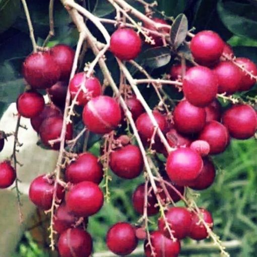 jual bibit kelengkeng merah super berkwalitas Blora