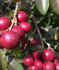 jual bibit kelengkeng merah super cepat berbuah Aceh Tenggara