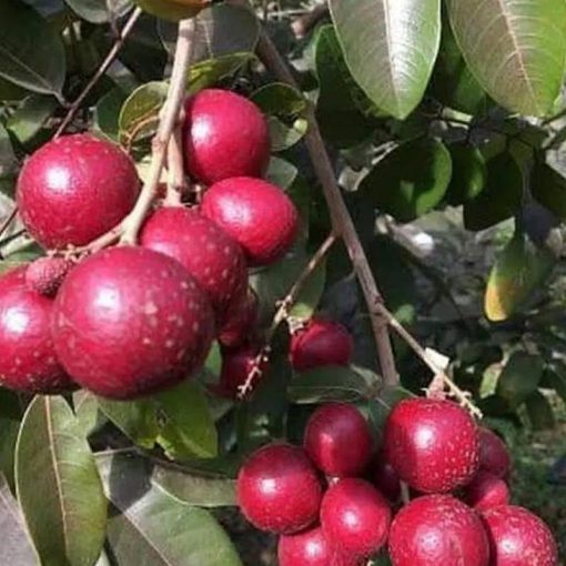 jual bibit kelengkeng merah super cepat berbuah Aceh Tenggara