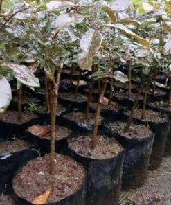 jual bibit kelengkeng merah super cepat berbuah Kepulauan Talaud