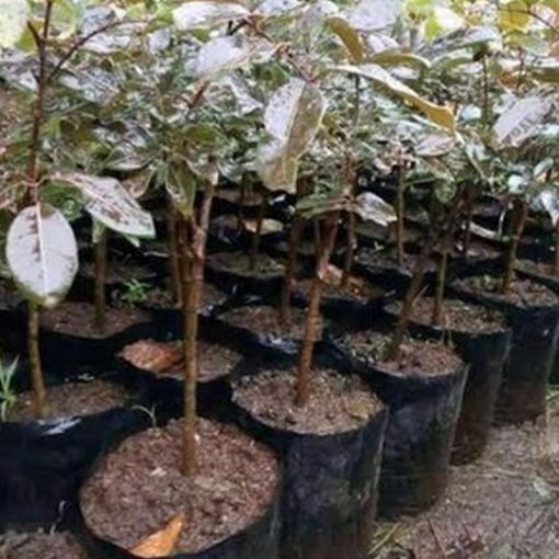 jual bibit kelengkeng merah super cepat berbuah Kepulauan Talaud