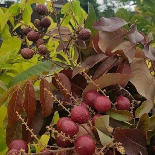 jual bibit kelengkeng merah unggul Ngada