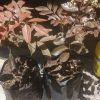 jual bibit kelengkeng merah unggul Sawahlunto