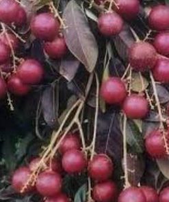 jual bibit kelengkeng merah unggulan Kampar