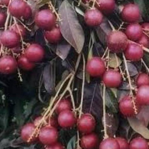 jual bibit kelengkeng merah unggulan Kampar