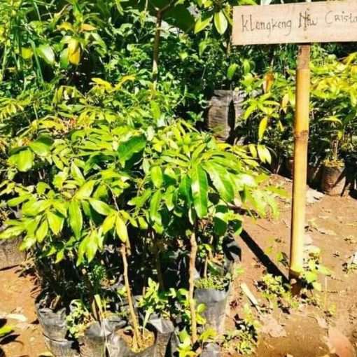 jual bibit kelengkeng new kristal super cepat berbuah dalam Kuningan