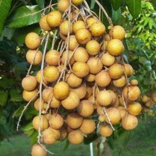jual bibit kelengkeng new kristal super cepat berbuah dalam Palembang