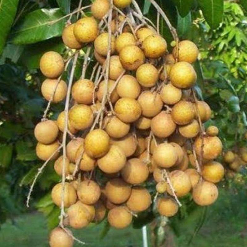 Gambar Produk jual bibit kelengkeng new kristal super cepat berbuah dalam Palembang