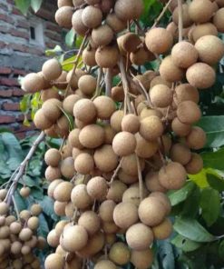 jual bibit kelengkeng new kristal tanaman buah lengkeng Bondowoso