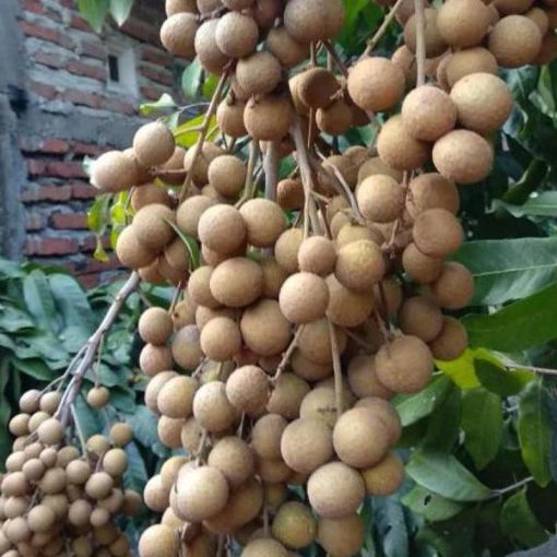 jual bibit kelengkeng new kristal tanaman buah lengkeng Bondowoso