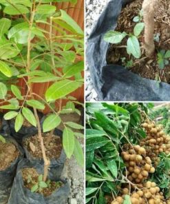 jual bibit kelengkeng new kristal unggul Barru