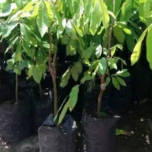 jual bibit kelengkeng news kristal lengkeng buah manis terbaik Lembata