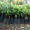 jual bibit kelengkeng ping pong Halmahera Tengah