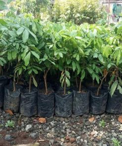 jual bibit kelengkeng ping pong Halmahera Tengah