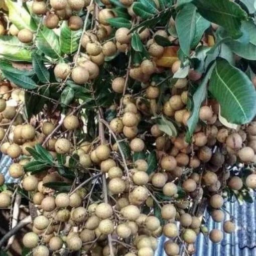 jual bibit kelengkeng pingpong Pesawaran