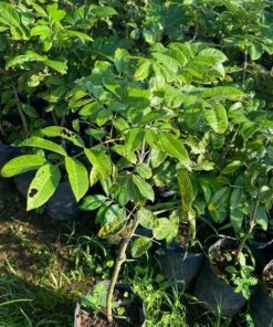 jual bibit kelengkeng puangpet super Grobogan