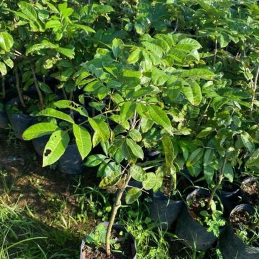 jual bibit kelengkeng puangpet super Grobogan