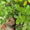 jual bibit kelengkeng puangray cepat berbuah bisa di tanam dalam Minahasa Utara