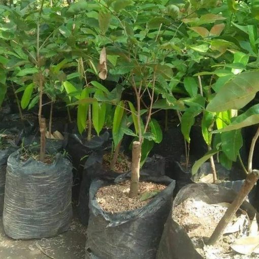 jual bibit kelengkeng puangray hasil okulasi cepat berbuah Bengkalis