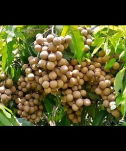 jual bibit kelengkeng puangray lengkeng okulasi mudah berbuah Aceh Barat