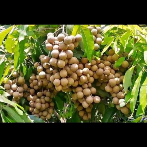 jual bibit kelengkeng puangray lengkeng okulasi mudah berbuah Aceh Barat