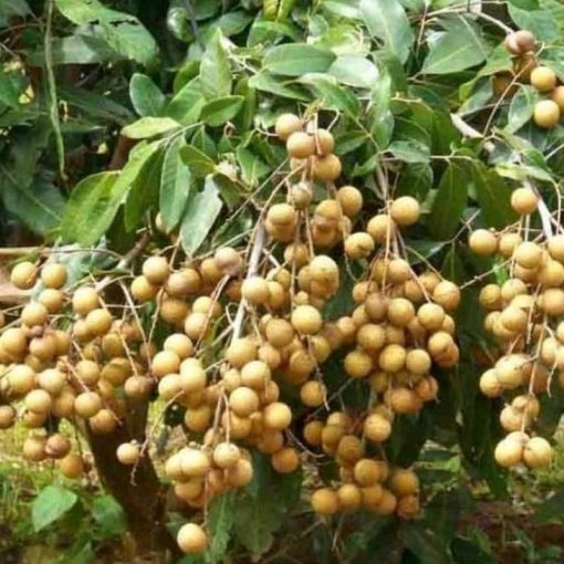 jual bibit kelengkeng puangray lengkeng okulasi mudah berbuah Merauke