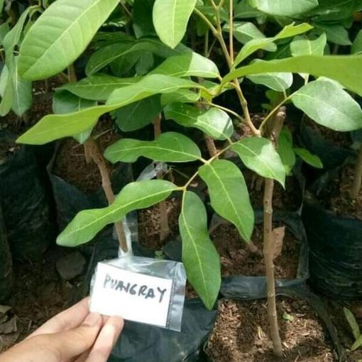 jual bibit kelengkeng puangray lengkeng okulasi mudah berbuah Polewali Mandar